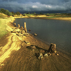 фото "Dead Trunks"