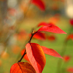 photo "Autumn etude"