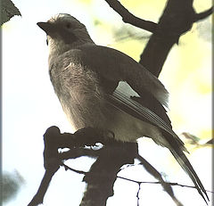 photo "Jay III"