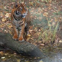 photo "*Expectation at watering place*"