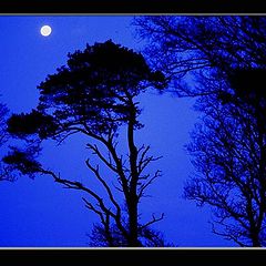 фото "midnight blues"