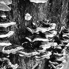 photo "mushrooms..."
