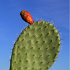 photo "Cactus"