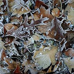 фото "winter leaves"