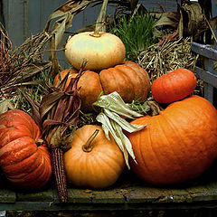 photo "Fall Still Life"