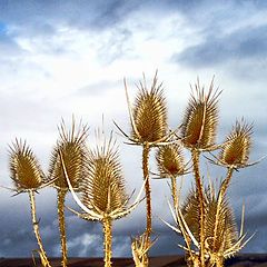 photo "GOLDEN THORNS"