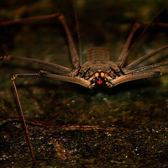 photo "Night meetings. In jungle of Amazon."