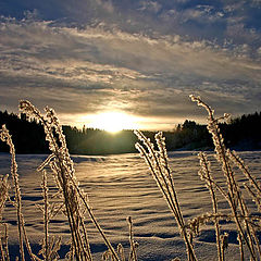 фото "Frosen day"