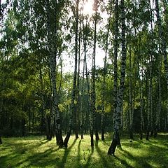 фото "Березовая роща"