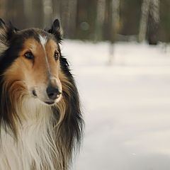 photo "Portrait of the Dog"