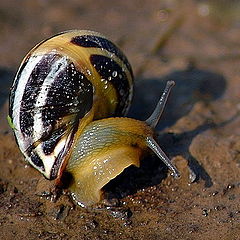 photo "little snail"