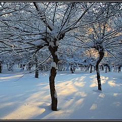 фото "Winter Garden"