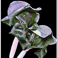 photo "Intimate life flowers"