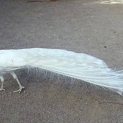 photo "Another White Peacock"