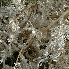 photo "Prickly lace"