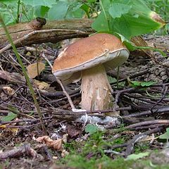 photo "Mushroom"