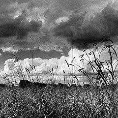 photo "clouds and grass"