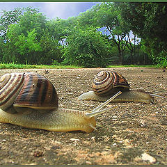 photo "Racing one another"