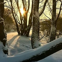 фото "Вечерняя прогулка."