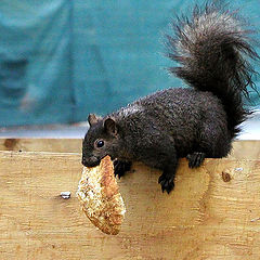 photo "" Bread by a dinner moderately take.... ""