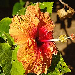 фото "Hibiscus"