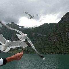 photo "Sea-gull 2"