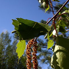 photo "On birch бруньках"