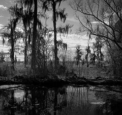 фото "Louisiana Swamp"