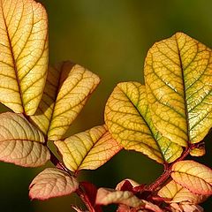 photo "From my garden"