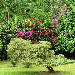 photo "Tropical Garden"