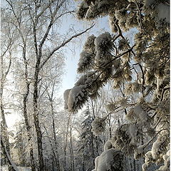 photo "In a winter wood"