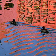 photo "ducks in the city"