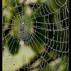 photo "Beads of August"