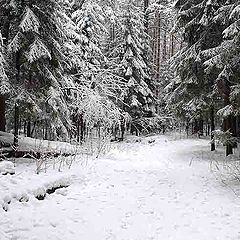 фото "Первый снег"