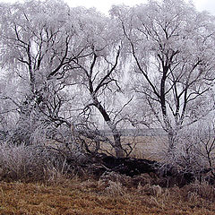 фото "седина"