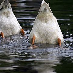 photo "two ducks diving"