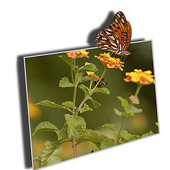 photo "Postcard from the southern latitudes"