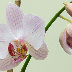 фото "Орхидея #3"