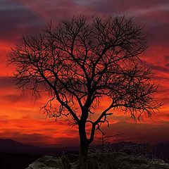 photo "tree"