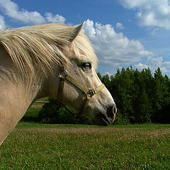 фото "Pegasas"