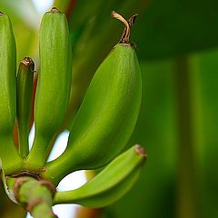 photo "Portuguese bananas"