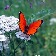 photo "Butterfly On The Fields"