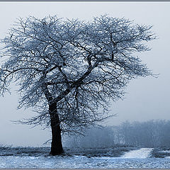 photo "Frosty Fog of December"