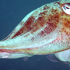 photo "Cuttle fish (near Phuket)"