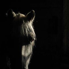 фото "Pony In the Stable At Summer Evening"