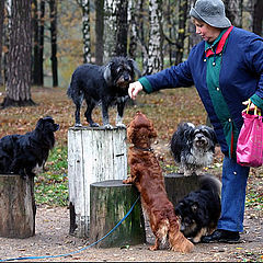 photo "Charge-free circus"