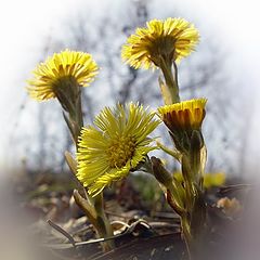 photo "Spring flowers"