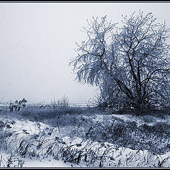 photo "Foggy Mood of December"