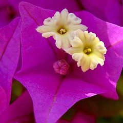 photo "Bougainvillea"