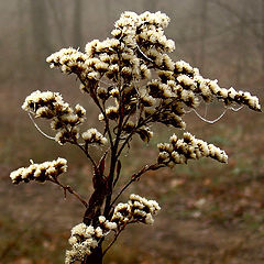 фото "Old flower with silver thread"